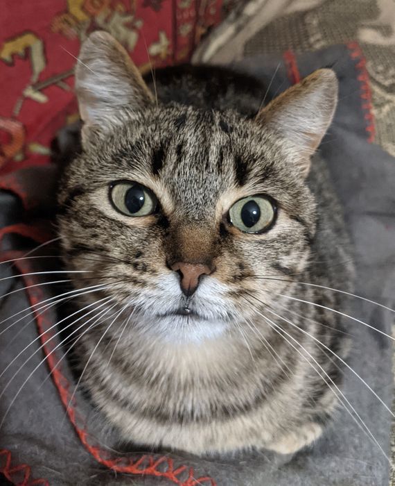 Неимоверно ласковая кошечка мраморного окраса, 3 года, СТЕРИЛИЗОВАНА!
