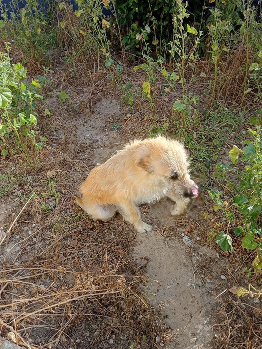 Dou cão dócil e um bom guarda