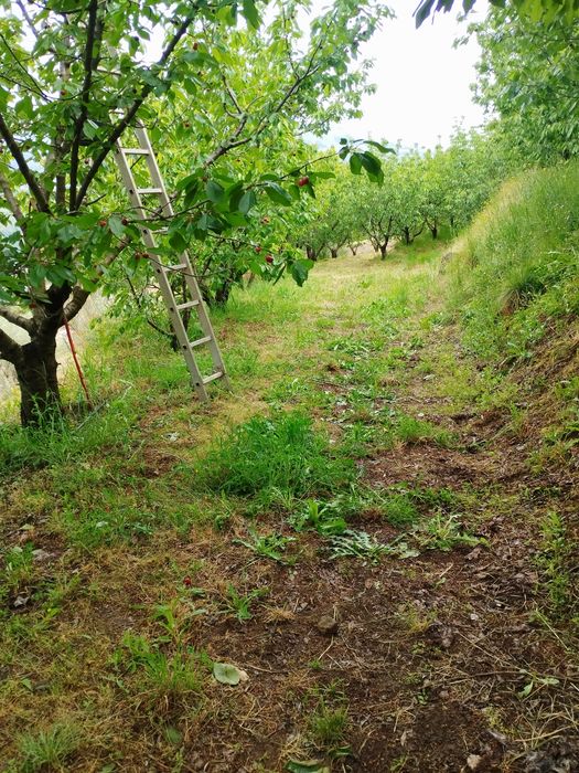Vendo Pomar-terreno 5.800 m2