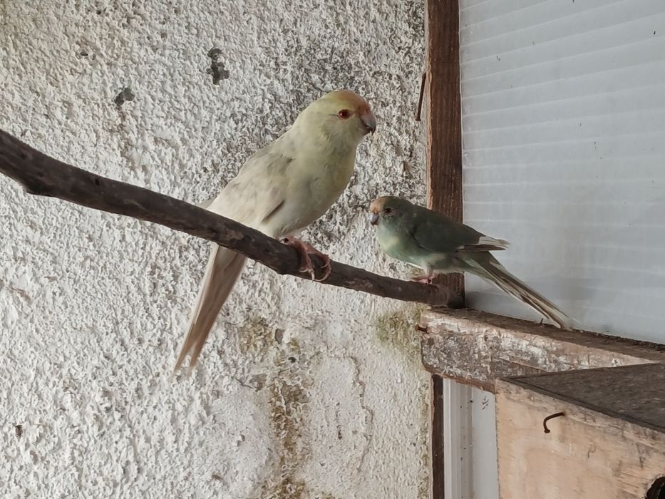 Kakarikis/Red Rumped/Agapone á venda