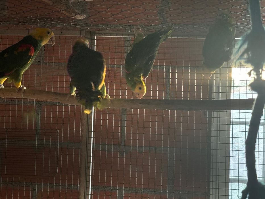 Amazona Oratrix Magna