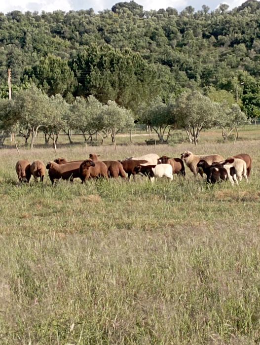 Borregos Dorper machos e meninos preto