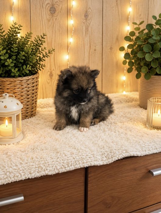 lulu da pomerania/spitz alemao anao