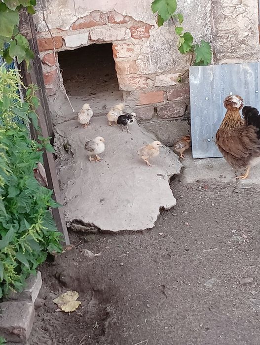 Kurczaki  3 tyg.