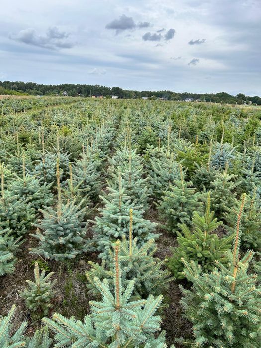 Świerk kaibab, srebrny plantacja