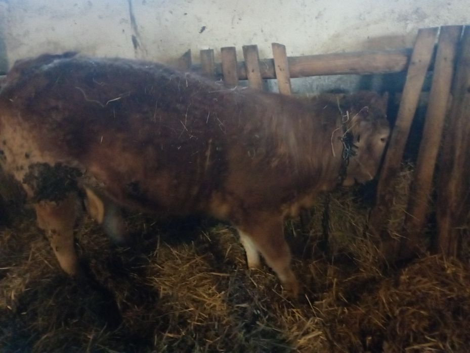 Sprzedam bydło rasy LM