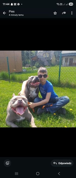 American Bully ABKC