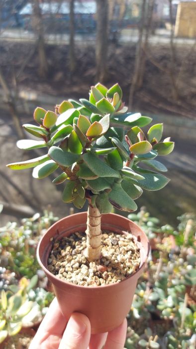 Крассула Ланкастер Crassula Lancaster  USA *rare crassula