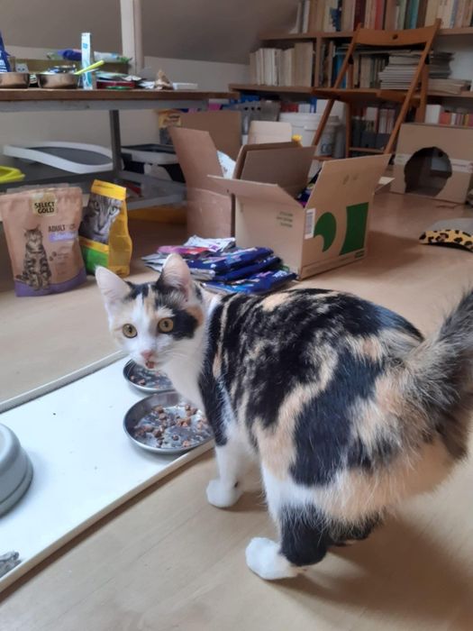 Cukne kotki do adopcji. Ostoja Mruczków