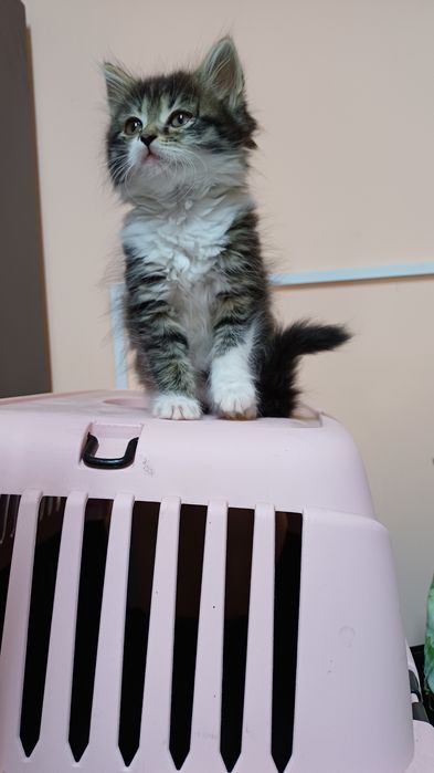 Кошенята котики ..