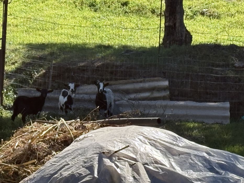 Cabras anas 1 femea 2 machos
