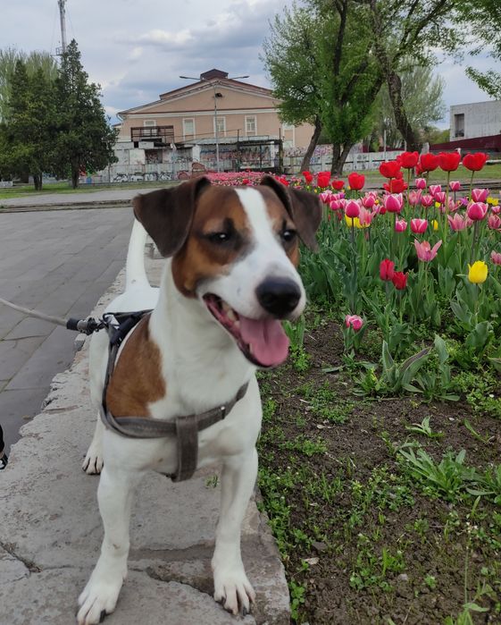 Вязка Джек Рассел