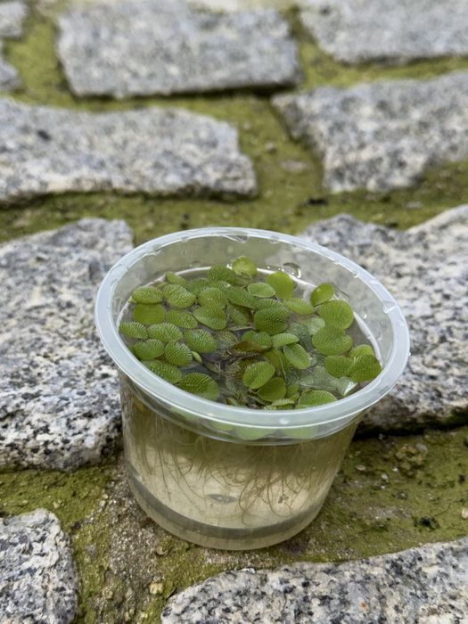 Planta Aquática-Salvinia Minima