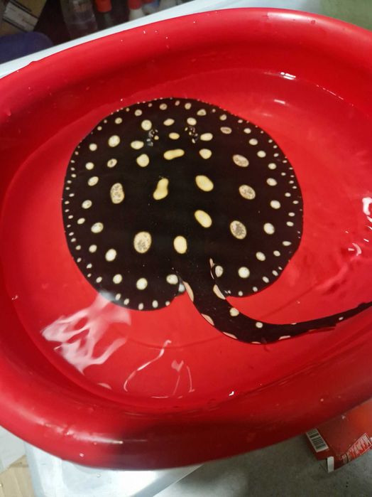 Płaszczka black diamond młode