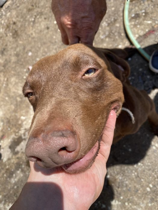 Cão macho para ADOÇÃO Snoopy