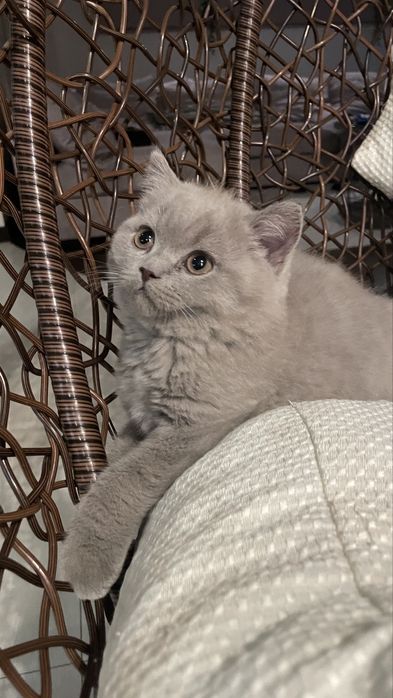 Kotki brytyjskie krótkowłose z rodowodem PZF/WCF