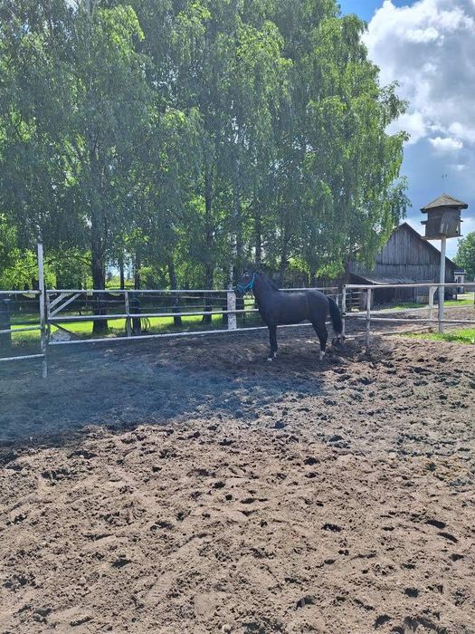 Sprzedam ogiera śląskiego