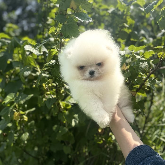 хлопчик шоу класу тип ведмедик