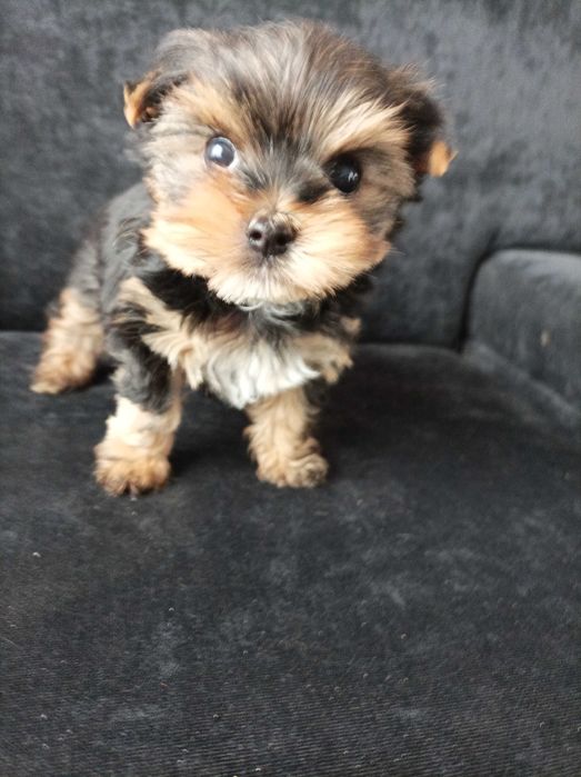 Sunia Yorkshire terrier