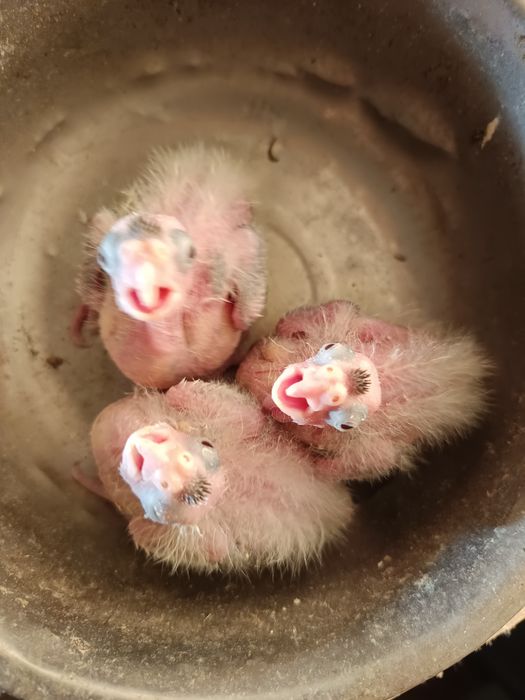 Caturras para criar á mão