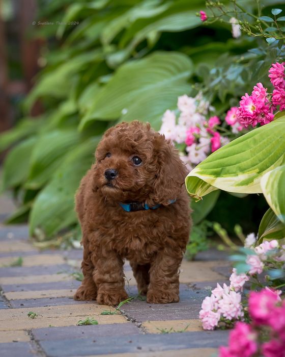 Цуценята той пуделя КСУ