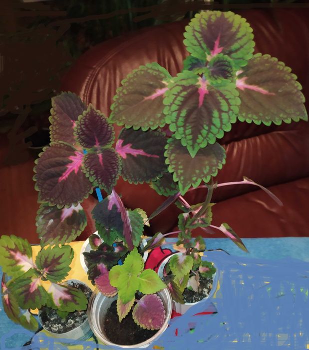 Цветок, цветы, клумба, Колеус, Колеус Блюма, отростки.