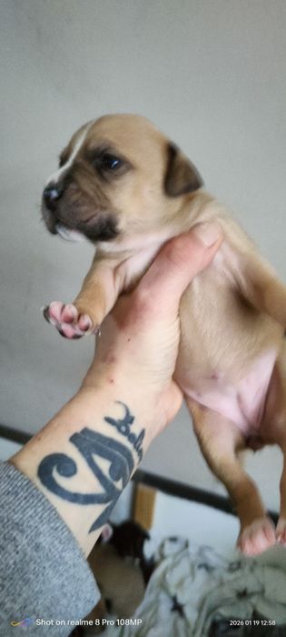 Amstaff szczeniaki brązowe i blue