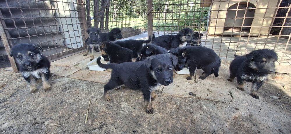 УВАГА!, ШАРА,Роздаю безкоштовно цуценят німецької крові