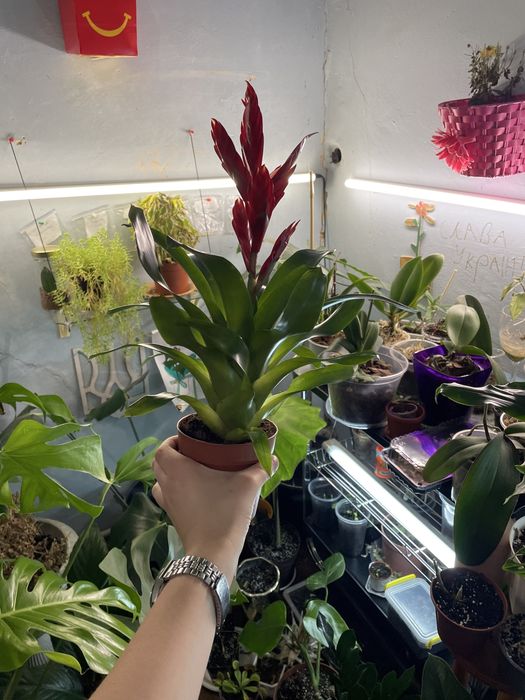 Кімнатна рослина фрієзія