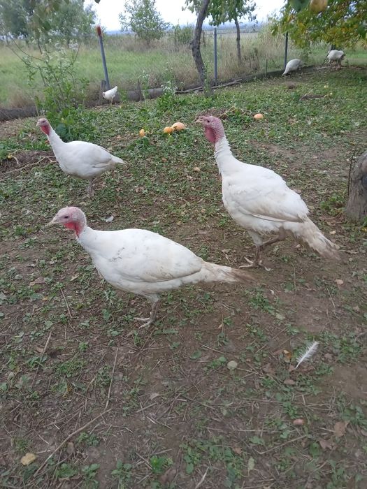 Продаються індики