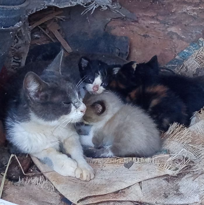 Gatinhos bebé para adoção com 1 mês