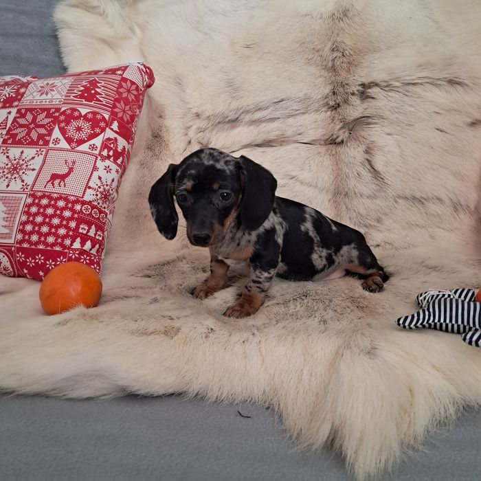 Jamnik miniaturowy  merle suczka