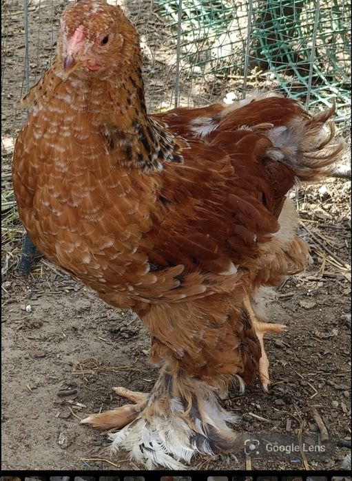 Brahma  Olbrzymia -kuropatwiana,Kurczęta-Kury.