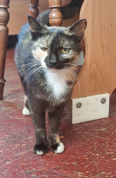 Трёх мастная кошка - котёнок.Отдам в добрые руки.