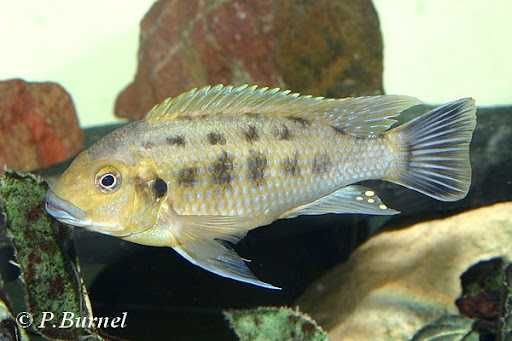 Pseudotropheus Williamsi (CASAL)