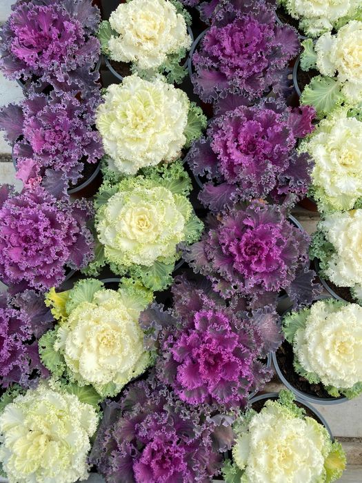 Planta ornamental- Couves Ornamentais-Roxas e Brancas