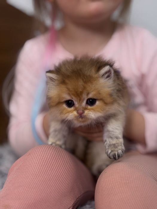 Хлопчик  хайленд шиншила