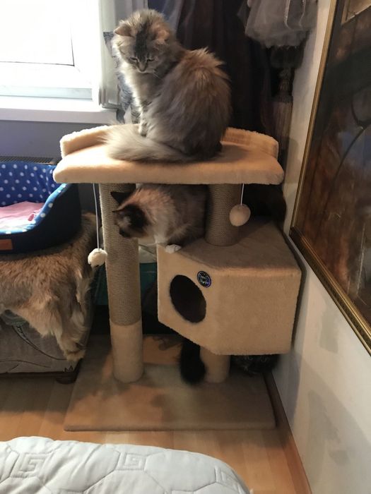 Домики лежанка когтеточка для кота кошк