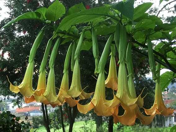 Estacas de trombeteira