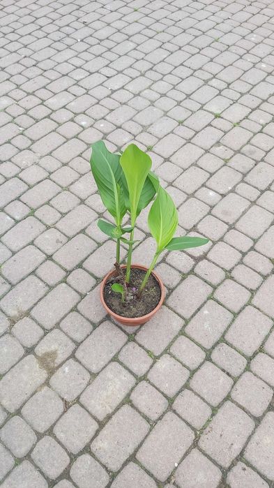 Sprzedam kwiaty kanna ,Canna