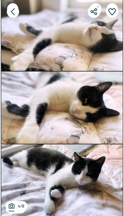 Imbir i Salem szukają domu :)