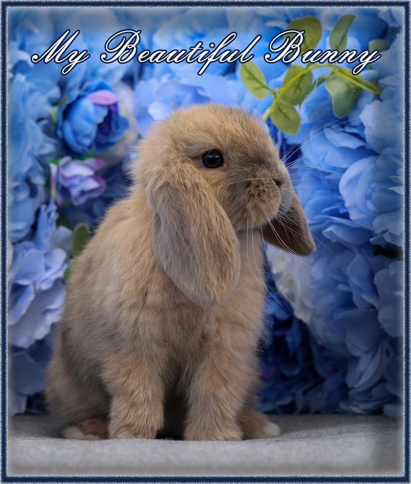 Młody Królik Mini Lop - Harlequin