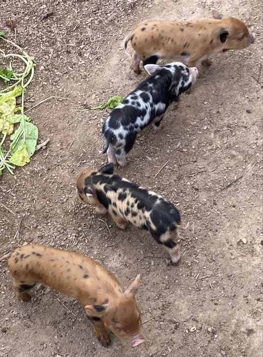 Kune Kune -leitoes