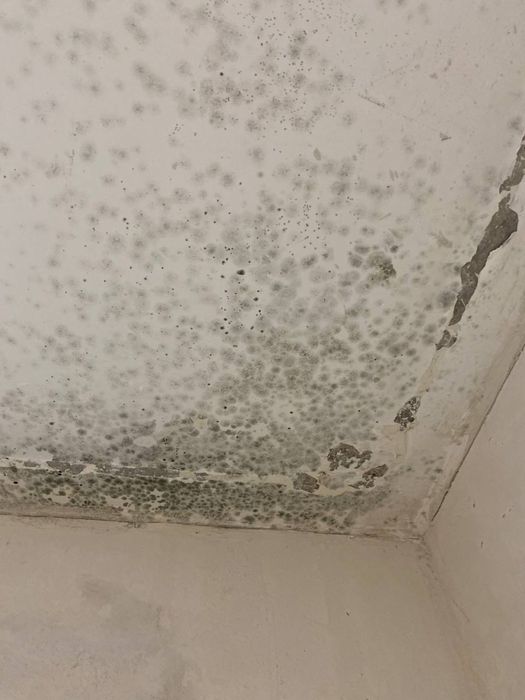 ‼️Видалення плісняви , видалення грибка ! Озонування повітря