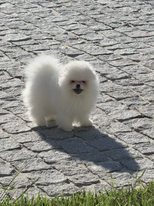Lindo macho pomerania