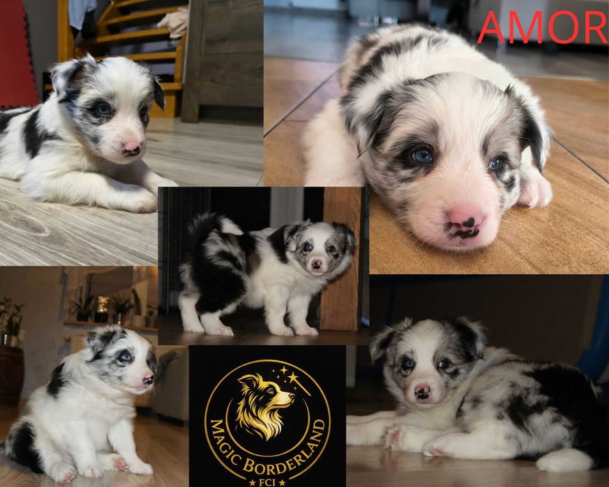 szczeniak Border Collie  FCI ZKwP Magic BorderLand