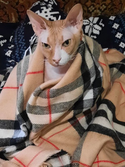 Очень нужен кошачий корм , когтеточка и перен