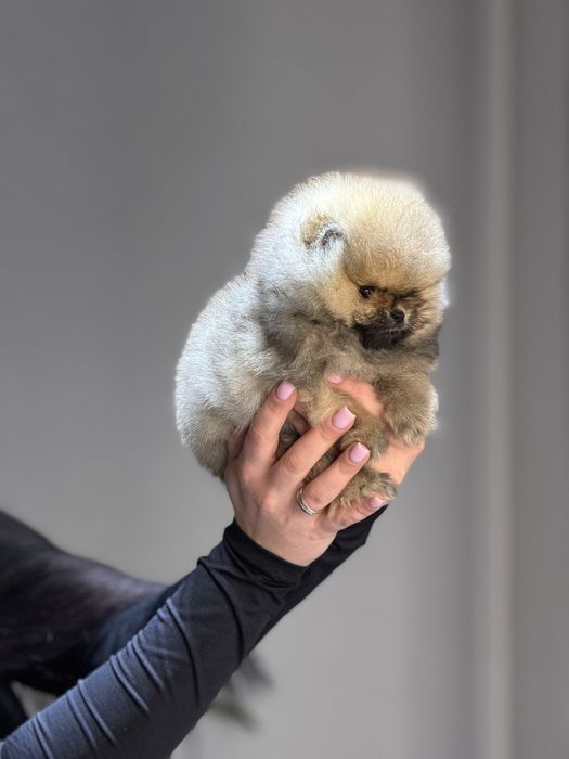 Померанский шпиц девочка мини мишка