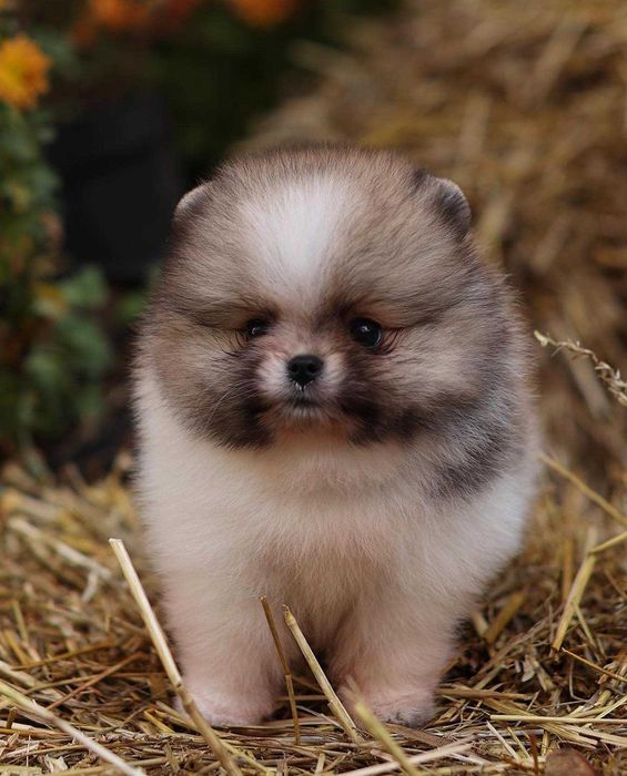 Spitz Alemão Anão/ Lulu da Pomerânia FEMEA BICOLOR  com LOP AFIXO