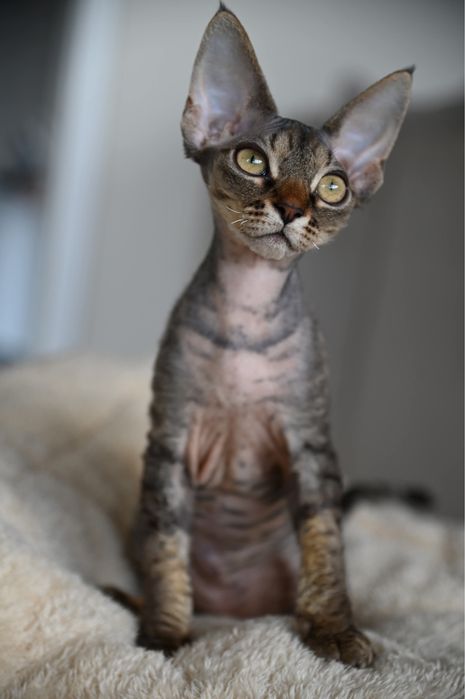 Koteczka Devon Rex